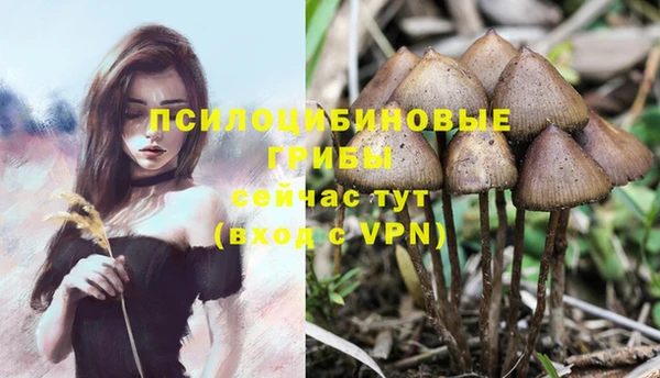 PSILOCYBIN Медвежьегорск